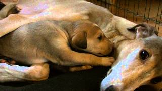 Chart Polski Polish Sighthound Acalantis Fci - Pq Litter Plays With Mother