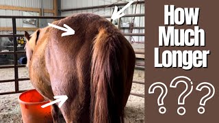 FOAL WATCH - How Can You Tell If Your Mare Is Close To Foaling? - 2-23-2022 screenshot 2