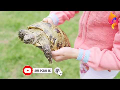 tortoise [ENG SUB/CC]