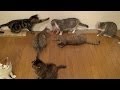 おもちゃで遊ぶ9匹の猫 9 cats playing with toys