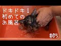 シャワー！初めてお風呂に入る【ヨーキー】