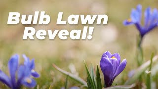 Bulb Lawn Update!