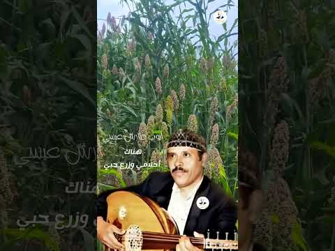هناك أحلامي وزرع حبي | ايوب طارش