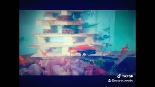 Aquario By Nassurdine