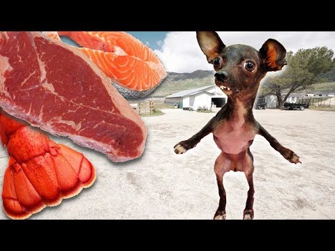 Letting a Homeless Dog Pick His First Meal!