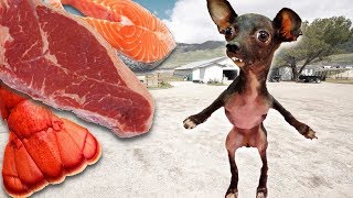 Letting a Homeless Dog Pick His First Meal!