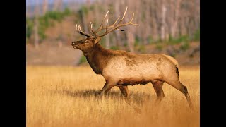 [Elk] Incredible Elk Facts || Elk Appearance, Elk Behavior, Elk Habitat