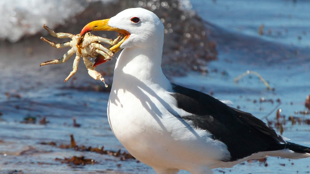 Albatros: AVES 🌊 MARINAS de RESPETO 💂🏼‍♂️ - Animales Salvajes - YouTube