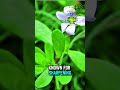 Best Herbs For Brain Power Part 1 BrainPower HerbalRemedies