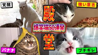 【殿堂入りおもしろ猫動画50連発！】ツッコミどころ満載な猫おもしろ動画集！Part3（鳴き声、しゃべる、子猫、かわいい）【2ch動物スレ殿堂入り猫編】