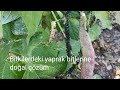 Bitkilerdeki yaprak bitlerine doğal çözüm,"Natural solution to aphids on plants"