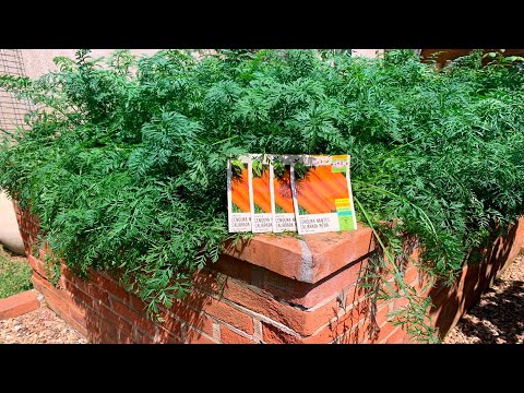Vídeo: Boas sementes de cenoura: a opinião dos jardineiros