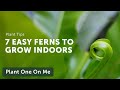 7 EASY FERNS to Grow Indoors — Ep. 190