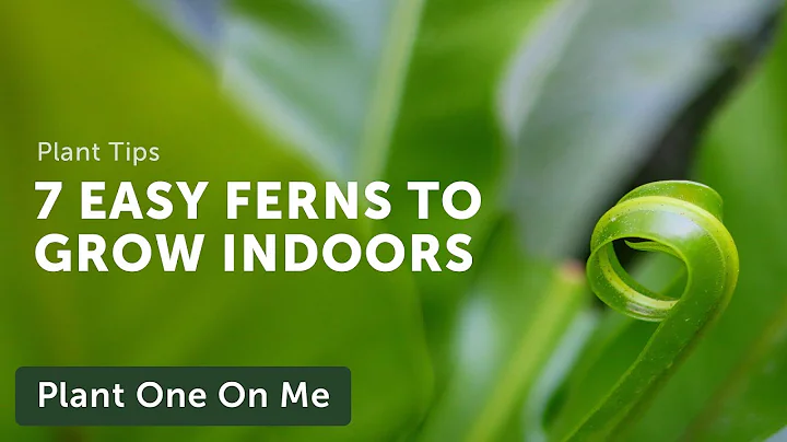 7 EASY FERNS to Grow Indoors Ep. 190