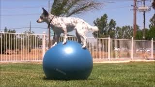 funny dogs, best pets agility, amazing dog talent, clever intelligent tricks