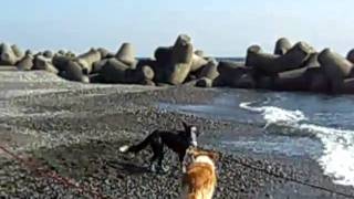 CIMG1295.AVI