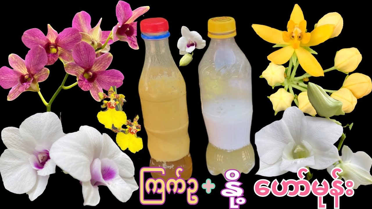 ကြက်ဥဟော်မုန်းနဲ့နို့ဟော်မုန်းပြုလုပ်နည်း