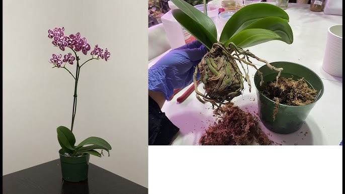 I want to help a friend w/ her orchid. She want to know if it's dying  😞Anyone able to advise what to do to help revive her? Tku in advance. : r/ orchids