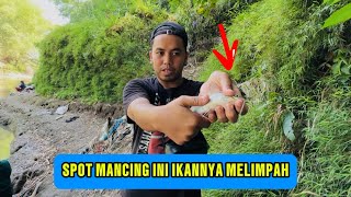 Mancing pakai umpan cuyu alias kepiting sungai super gacor