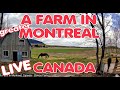 A farm near montreal canada    live camera from zenco farm