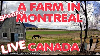 A Farm near Montreal, Canada    Live camera from Zenco Farm