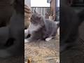 The cat stood in front of the wild boar to protect the chicks. #cat
