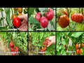 🍅🍅ОБЗОР НОВЫХ ДЛЯ МЕНЯ СОРТОВ И ГИБРИДОВ ТОМАТОВ ПРОШЕДШЕГО СЕЗОНА. ЧТО ЛУЧШЕ - ГИБРИДЫ ИЛИ СОРТА?