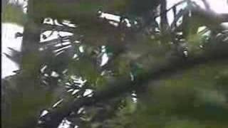 cocktail video