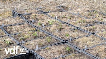 Artist Linda Tegg transforms car park in Stockholm into biodiverse meadow for ArkDes