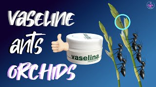 How VASELINE will protect your buds & spikes from ANTS | Secret weapon! 💪🏼👍🏼 #ninjaorchids screenshot 3