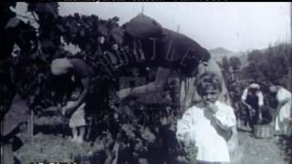 Grape Harvest San Marino, 1954 - Film 95896