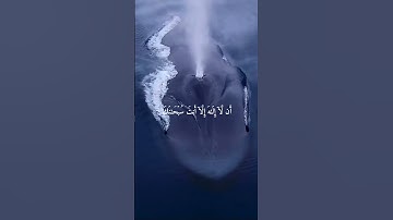 وَذَا ٱلنُّونِ[سُورَةُ الأَنبِيَاءِ: ٨٧-٨٨] القارئ سلام صبحي 🥺🥺