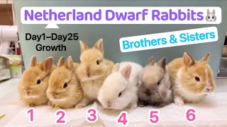 【Netherland Dwarf Rabbit Growth Day By Day】Giving Birth. Funny Cute Baby Bunny Care, Eating,Feeding