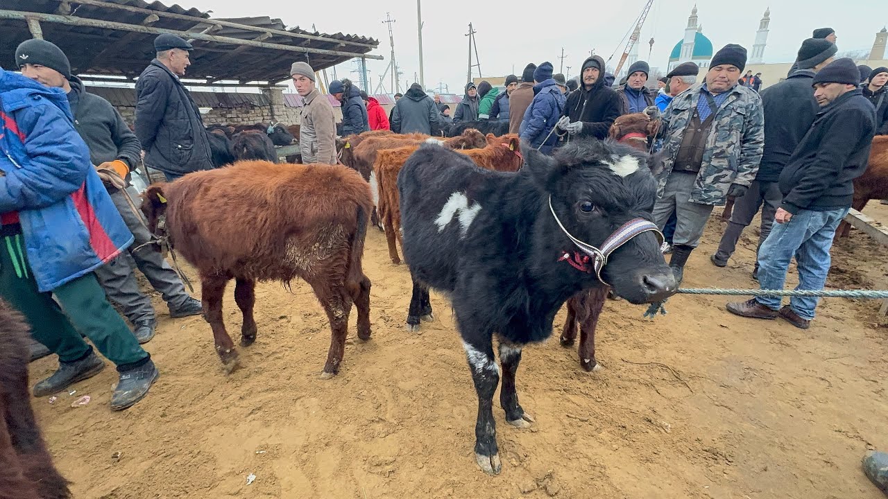ХОРАЗМ БОГОТ МОЛ БОЗОР НАРХЛАРИ 