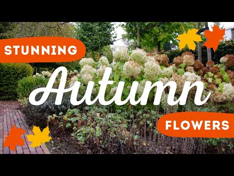 Video: Delicate flowers of the autumn garden: anemone, aster, vaccaria and chelon