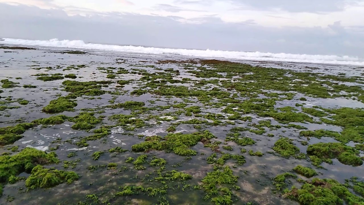 Pemandangan Pantai Watu Kodok Di Pagi Hari YouTube