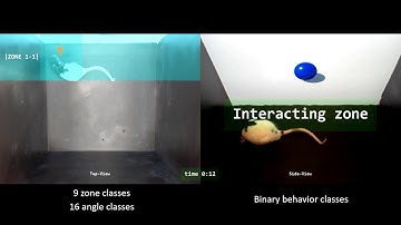 Convolutional Neural Network based Rat Position and Behavior Analysis
