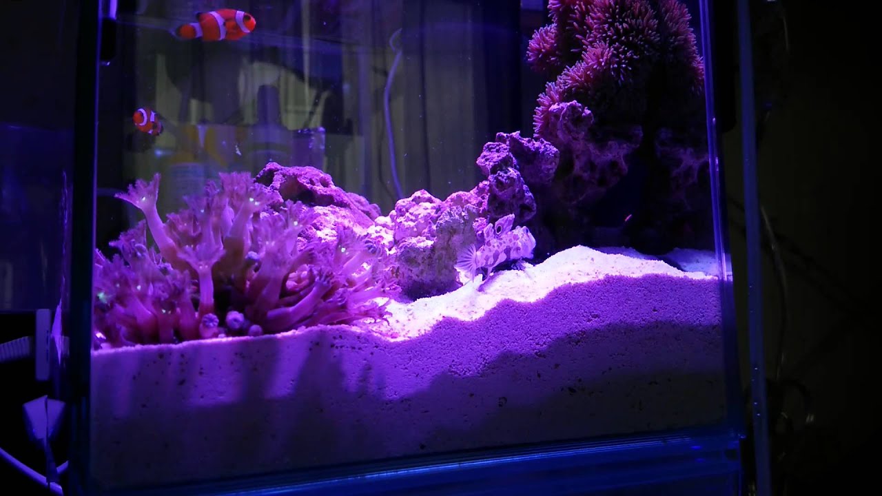 楽して熱帯魚13