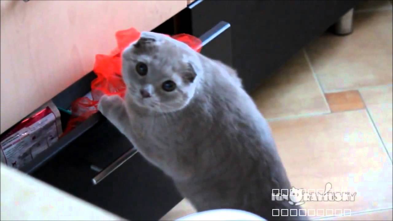 犯行現場を抑えられたネコが ぼぼぼ 僕はやってない Youtube 犯行現場を抑えられたネコが ぼぼぼ 僕はやってない Youtube