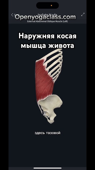 Наружняя косая мышца живота - YouTube