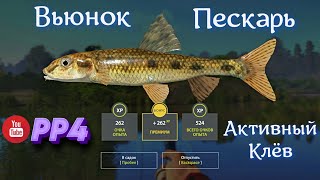 Вьюнок • Пескарь • РР4 • Русская рыбалка 4 • 2023 год