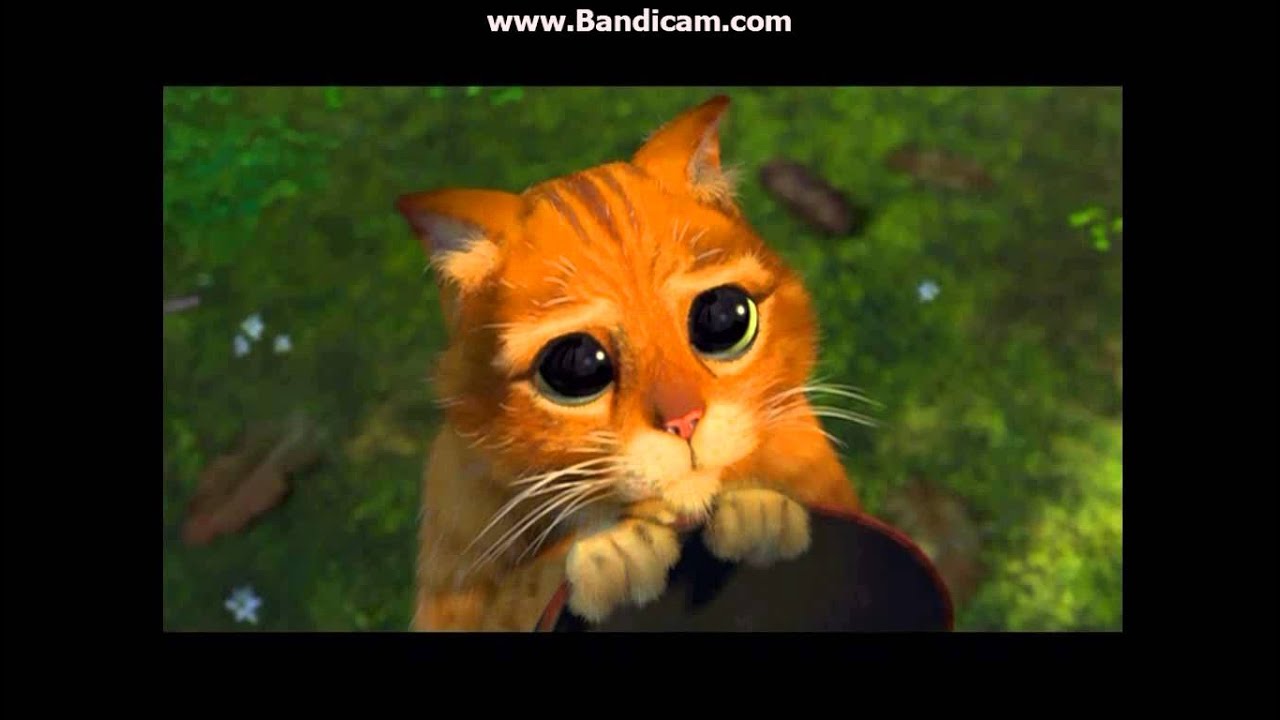 Кот из шрека глаза