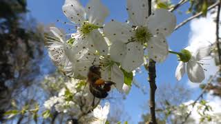 Bee in cherry tree / Biene in Kirschbaum