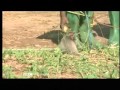 Alvin&#39;s Guide to Good Business 5 - Apopo Mine Detector Rats 1 of 2 - BBC Travel Documentary