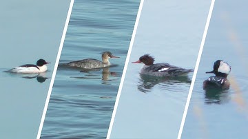 Mergansers - hooded, common, & red-breasted