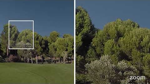 [PREVIEW] Video footage of real TREE BACKGROUND 03 with ALPHA CHANNEL in full HD and 4K resolution