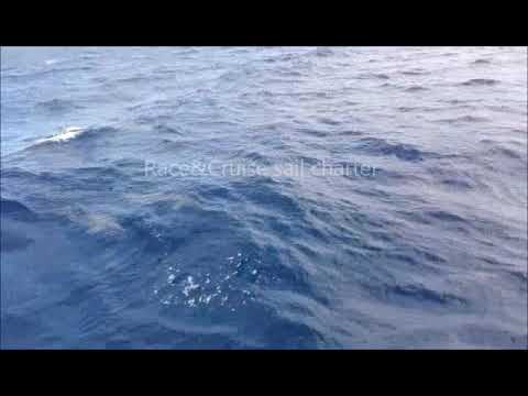 ⁣Delfini dalla barca a vela - Canarie