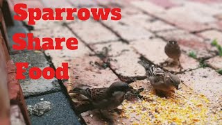 Cat TV  Episode 13  Provide Food & help Save Sparrow Birds ~ South Africa