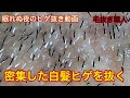【眠れぬ夜のヒゲ抜き動画】【Plucking facial hair】ずっと見ていられる熱中のヒゲ抜き　2020.8.21（口元髭白髪密集）【Pull out the beard】睡眠導入