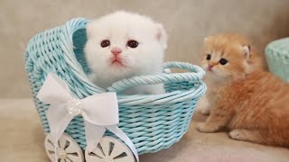 Cute little cat 😺 animals 2023 | Part 31 by Cute Kittens 4,444 views 1 year ago 10 minutes, 2 seconds